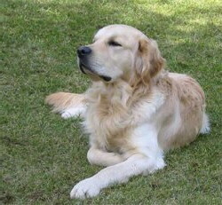 Der Golden Retriever