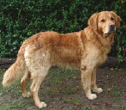 Golden Retriever Hund