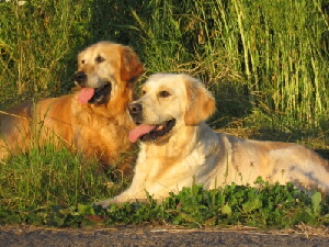 Foto Golden Retriever