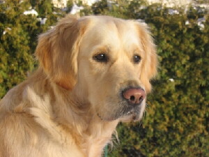 Golden Retriever, Foto von Pixelquelle.de