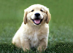 Golden Retriever Welpe